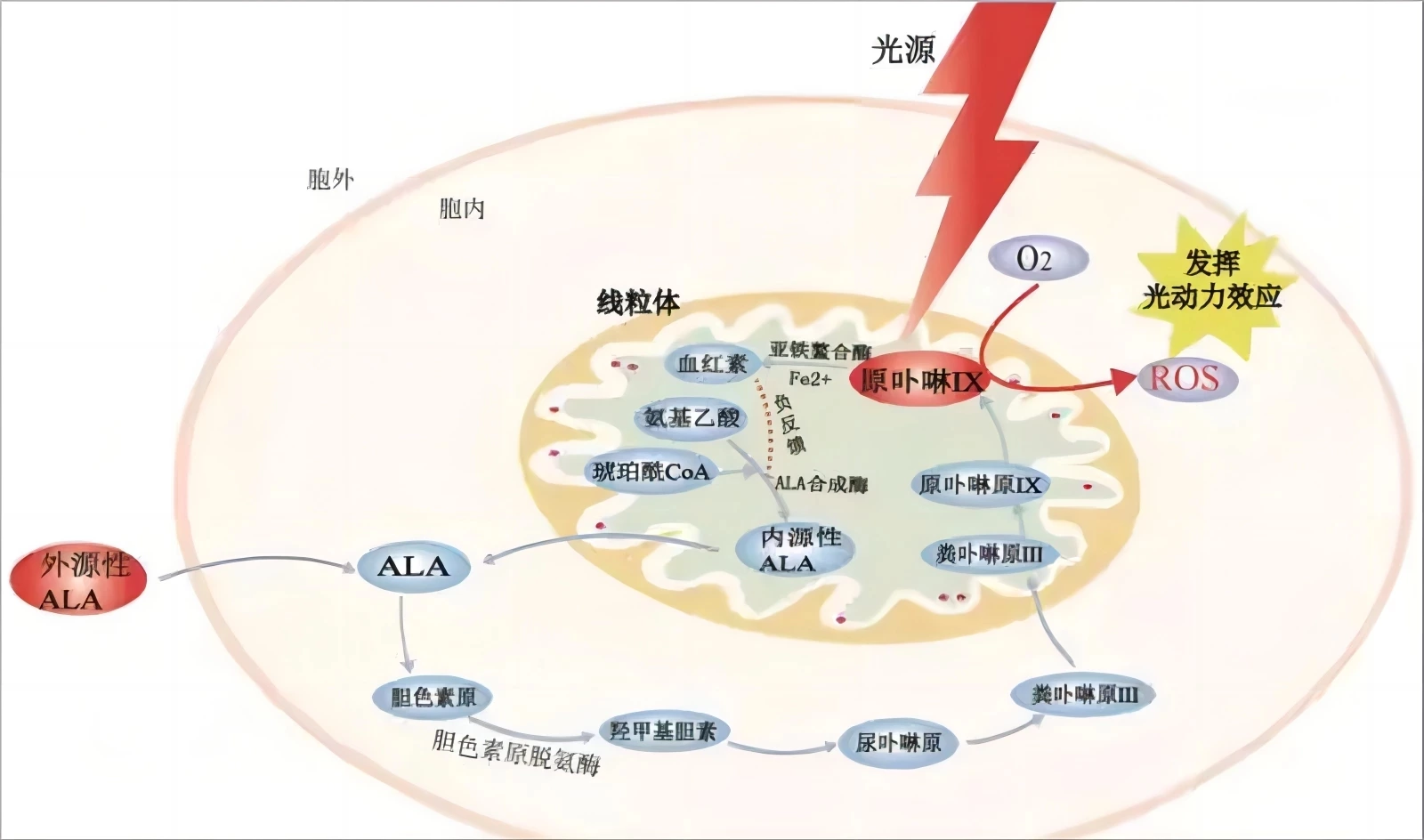 寻求有效的脱发解决方案：什么治疗方法可以释放您的头发生长潜力？